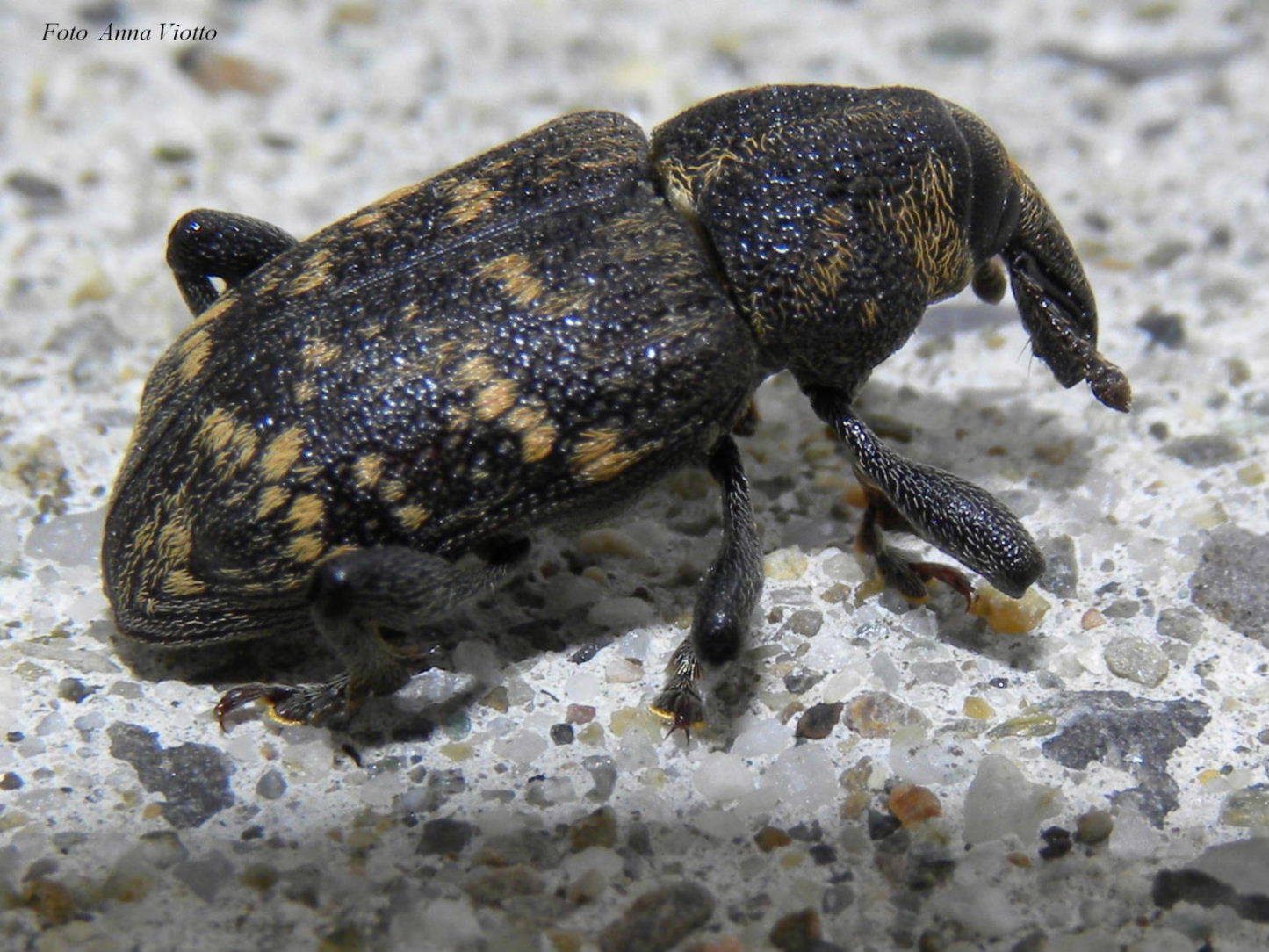 Hylobius abietis (Curculionidae) - Monte Saccarello (IM)